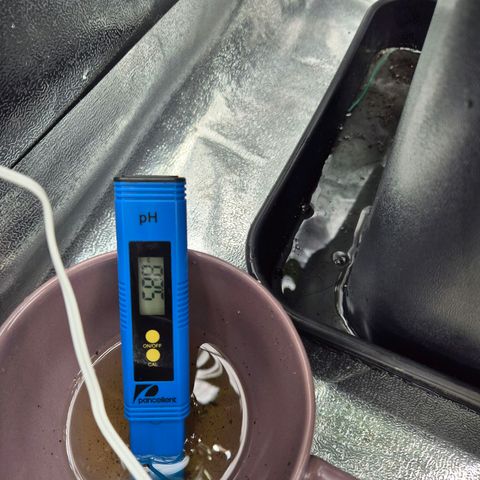 Fullgas!                             (Strain Hunters) growlog photo: PH Wert des Run offs noch etwas niedrig. Gießwasser wird weiterhin nicht angepasst und auf ca 7.3 (PH) gelassen 