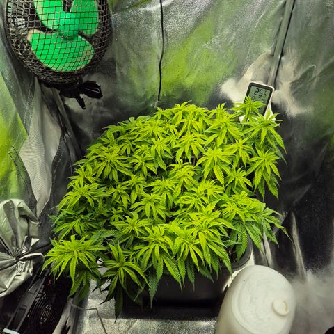 Fullgas!                             (Strain Hunters) growlog photo: PH Wert des Run offs noch etwas niedrig. Gießwasser wird weiterhin nicht angepasst und auf ca 7.3 (PH) gelassen 