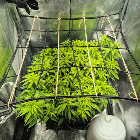 Fullgas!                             (Strain Hunters) growlog timeline photo