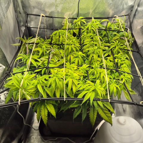 Fullgas!                             (Strain Hunters) growlog timeline photo