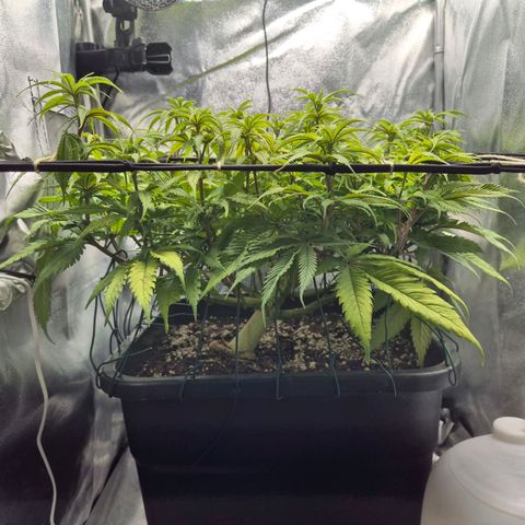 Fullgas!                             (Strain Hunters) growlog timeline photo