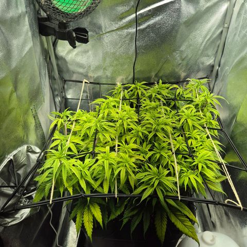 Fullgas!                             (Strain Hunters) growlog timeline photo