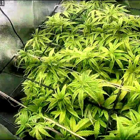 Fullgas!                             (Strain Hunters) growlog timeline photo