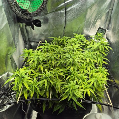 Fullgas!                             (Strain Hunters) growlog photo: Streichen im Gange 