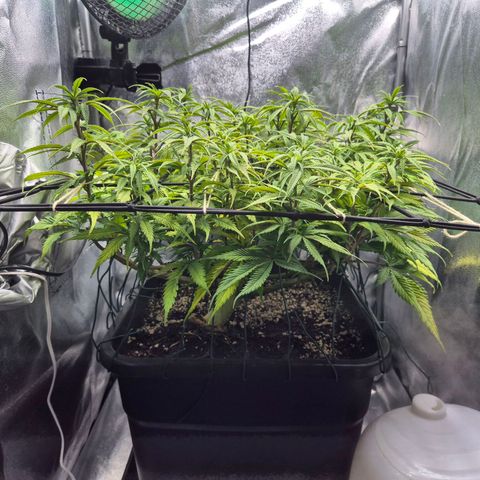 Fullgas!                             (Strain Hunters) growlog photo: Streichen im Gange 