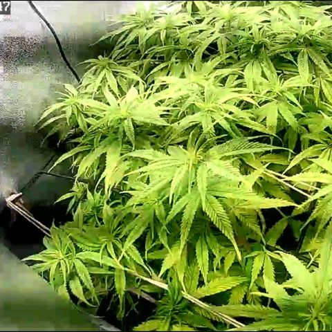 Fullgas!                             (Strain Hunters) growlog timeline photo