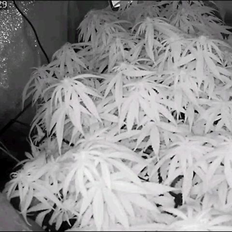 Fullgas!                             (Strain Hunters) growlog timeline photo