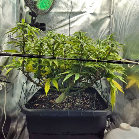Fullgas!                             (Strain Hunters) growlog timeline photo