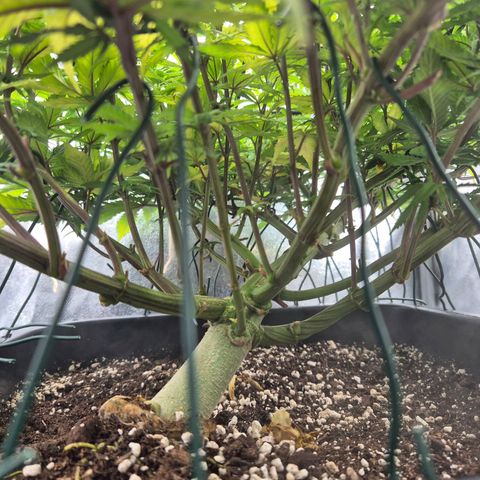 Fullgas!                             (Strain Hunters) growlog timeline photo