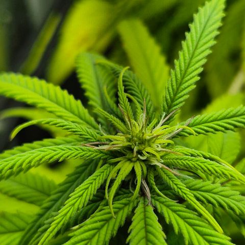 Fullgas!                             (Strain Hunters) growlog timeline photo