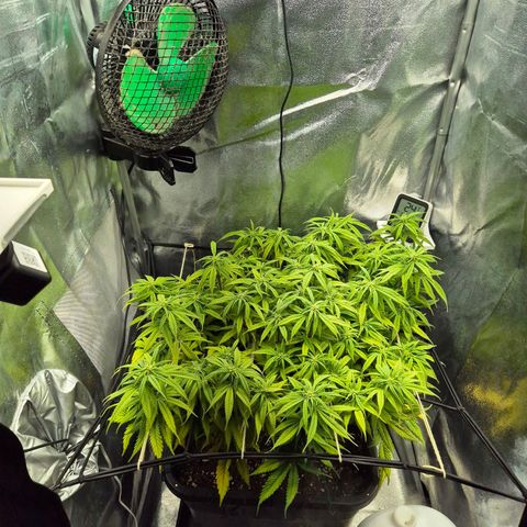 Fullgas!                             (Strain Hunters) growlog timeline photo