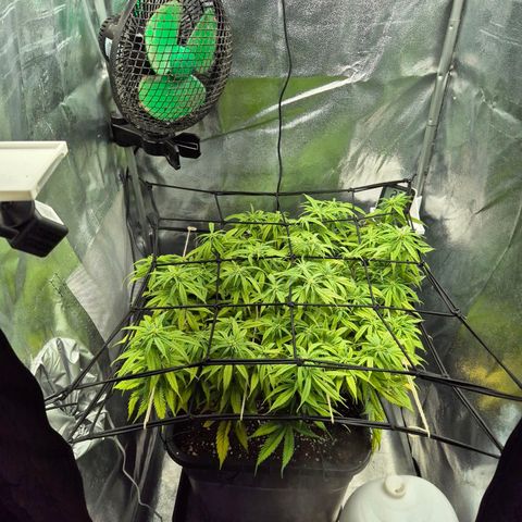 Fullgas!                             (Strain Hunters) growlog timeline photo