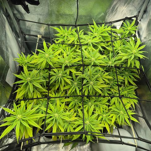 Fullgas!                             (Strain Hunters) growlog timeline photo