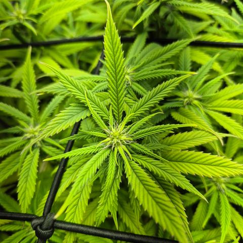 Fullgas!                             (Strain Hunters) growlog timeline photo