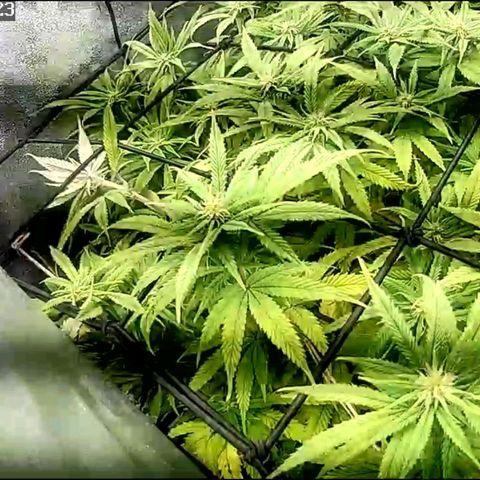 Fullgas!                             (Strain Hunters) growlog timeline photo