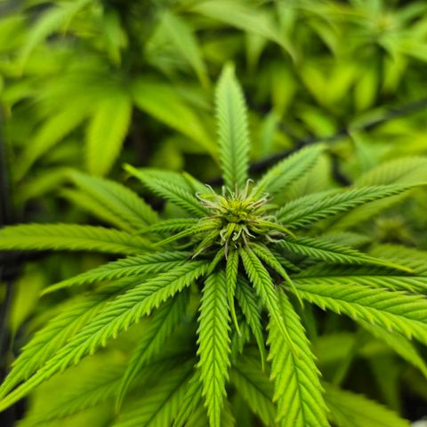 Fullgas!                             (Strain Hunters) growlog timeline photo