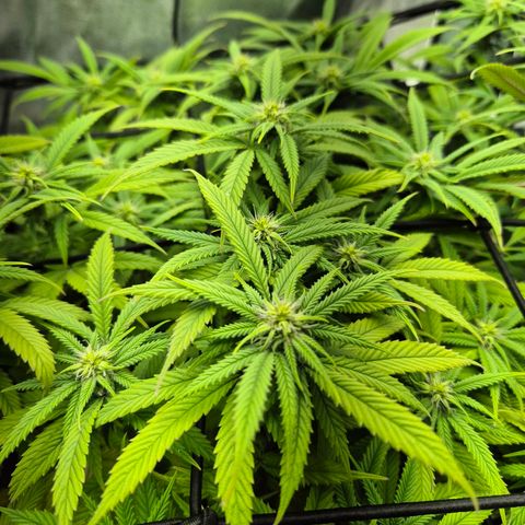 Fullgas!                             (Strain Hunters) growlog timeline photo