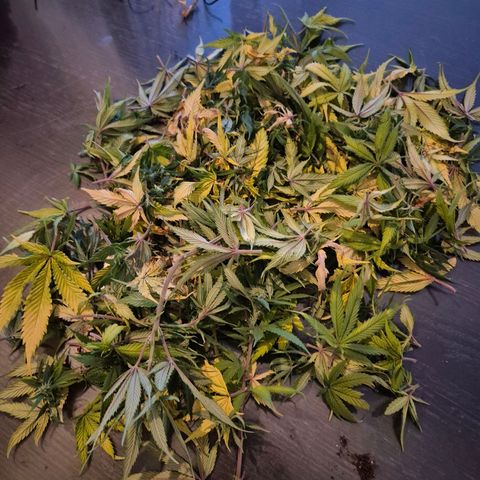 Fullgas!                             (Strain Hunters) growlog timeline photo