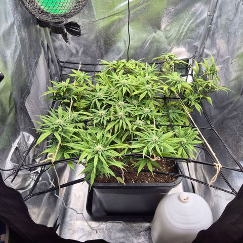 Fullgas!                             (Strain Hunters) growlog timeline photo