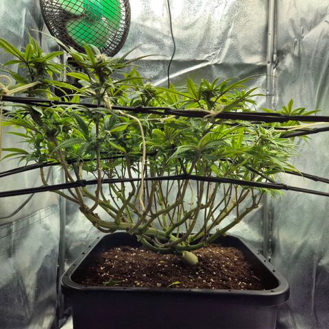 Fullgas!                             (Strain Hunters) growlog timeline photo