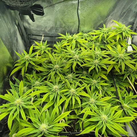 Fullgas!                             (Strain Hunters) growlog timeline photo