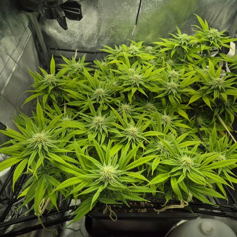 Fullgas!                             (Strain Hunters) growlog timeline photo
