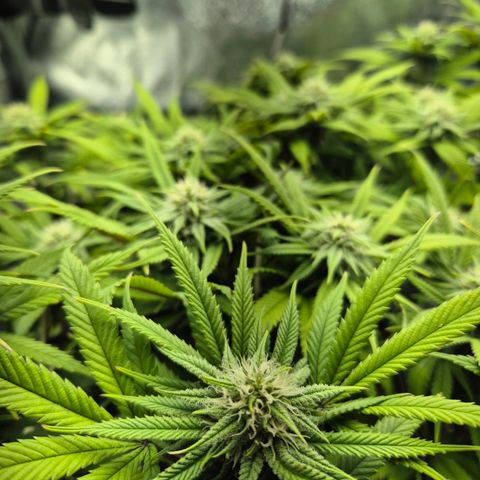 Fullgas!                             (Strain Hunters) growlog timeline photo