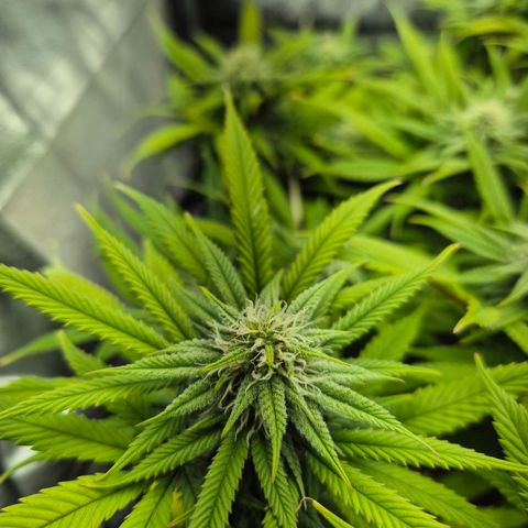 Fullgas!                             (Strain Hunters) growlog timeline photo