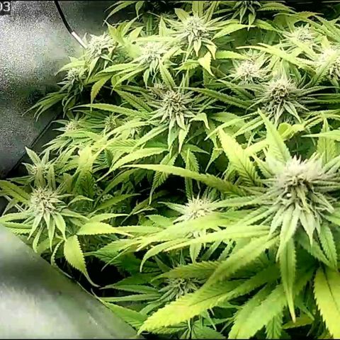 Fullgas!                             (Strain Hunters) growlog timeline photo