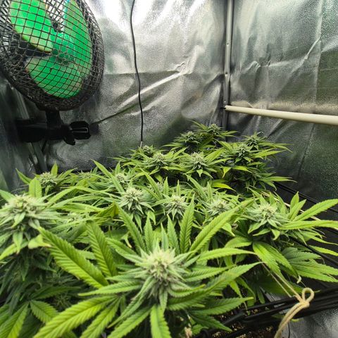 Fullgas!                             (Strain Hunters) growlog timeline photo