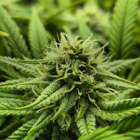 Fullgas!                             (Strain Hunters) growlog timeline photo