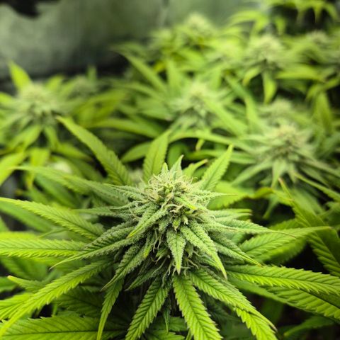 Fullgas!                             (Strain Hunters) growlog timeline photo