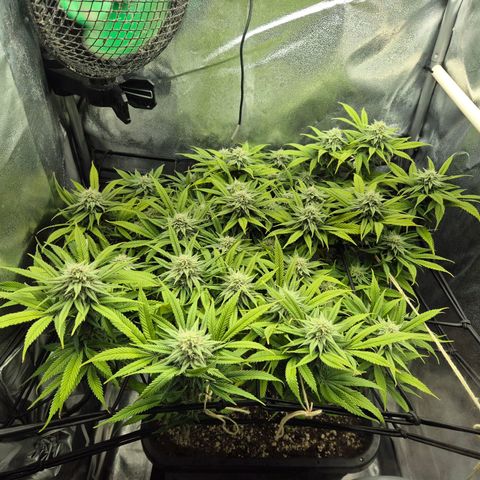 Fullgas!                             (Strain Hunters) growlog timeline photo