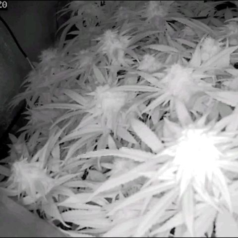 Fullgas!                             (Strain Hunters) growlog timeline photo