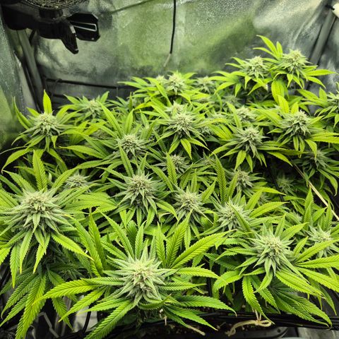 Fullgas!                             (Strain Hunters) growlog timeline photo