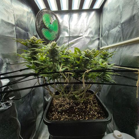 Fullgas!                             (Strain Hunters) growlog timeline photo