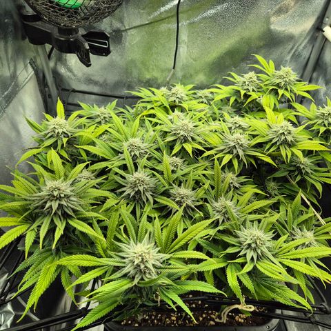 Fullgas!                             (Strain Hunters) growlog timeline photo