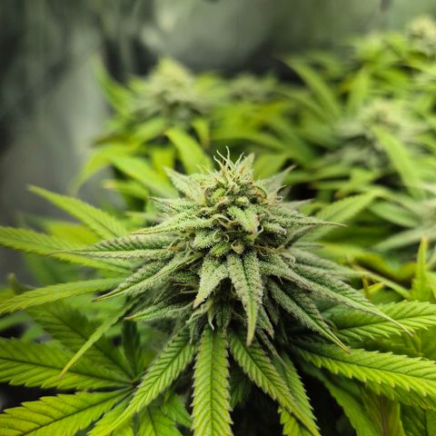 Fullgas!                             (Strain Hunters) growlog timeline photo