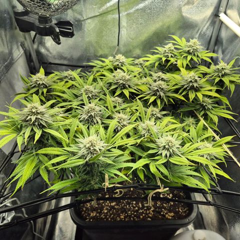 Fullgas!                             (Strain Hunters) growlog timeline photo