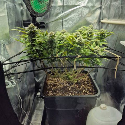 Fullgas!                             (Strain Hunters) growlog timeline photo