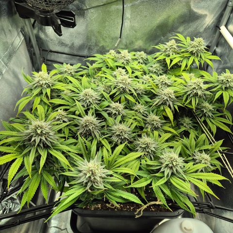 Fullgas!                             (Strain Hunters) growlog timeline photo