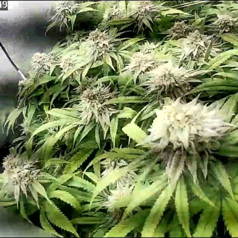 Fullgas!                             (Strain Hunters) growlog timeline photo