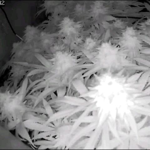 Fullgas!                             (Strain Hunters) growlog timeline photo