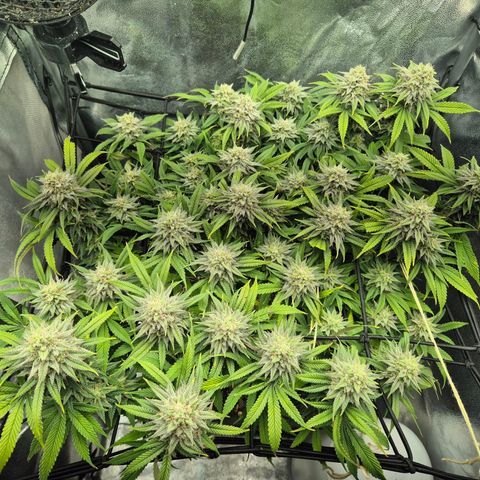 Fullgas!                             (Strain Hunters) growlog timeline photo