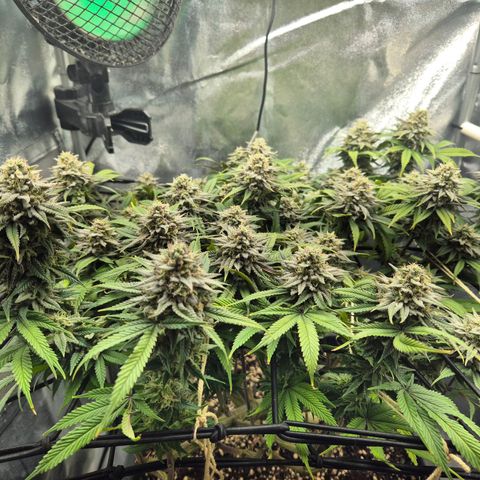Fullgas!                             (Strain Hunters) growlog timeline photo