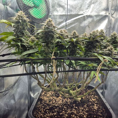 Fullgas!                             (Strain Hunters) growlog timeline photo