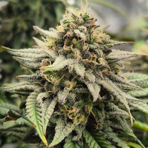 Fullgas!                             (Strain Hunters) growlog timeline photo