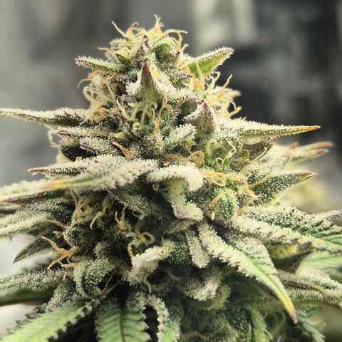 Fullgas!                             (Strain Hunters) growlog timeline photo