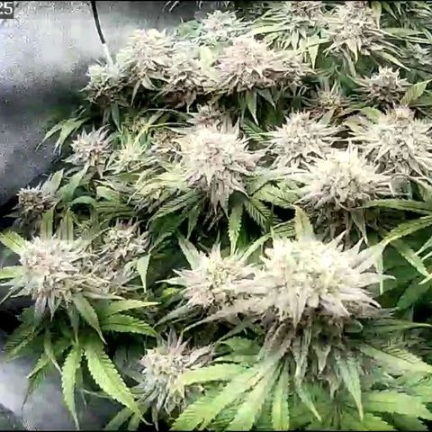 Fullgas!                             (Strain Hunters) growlog timeline photo