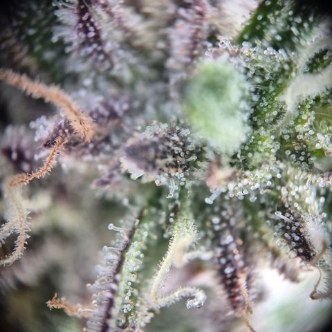 Fullgas!                             (Strain Hunters) growlog timeline photo